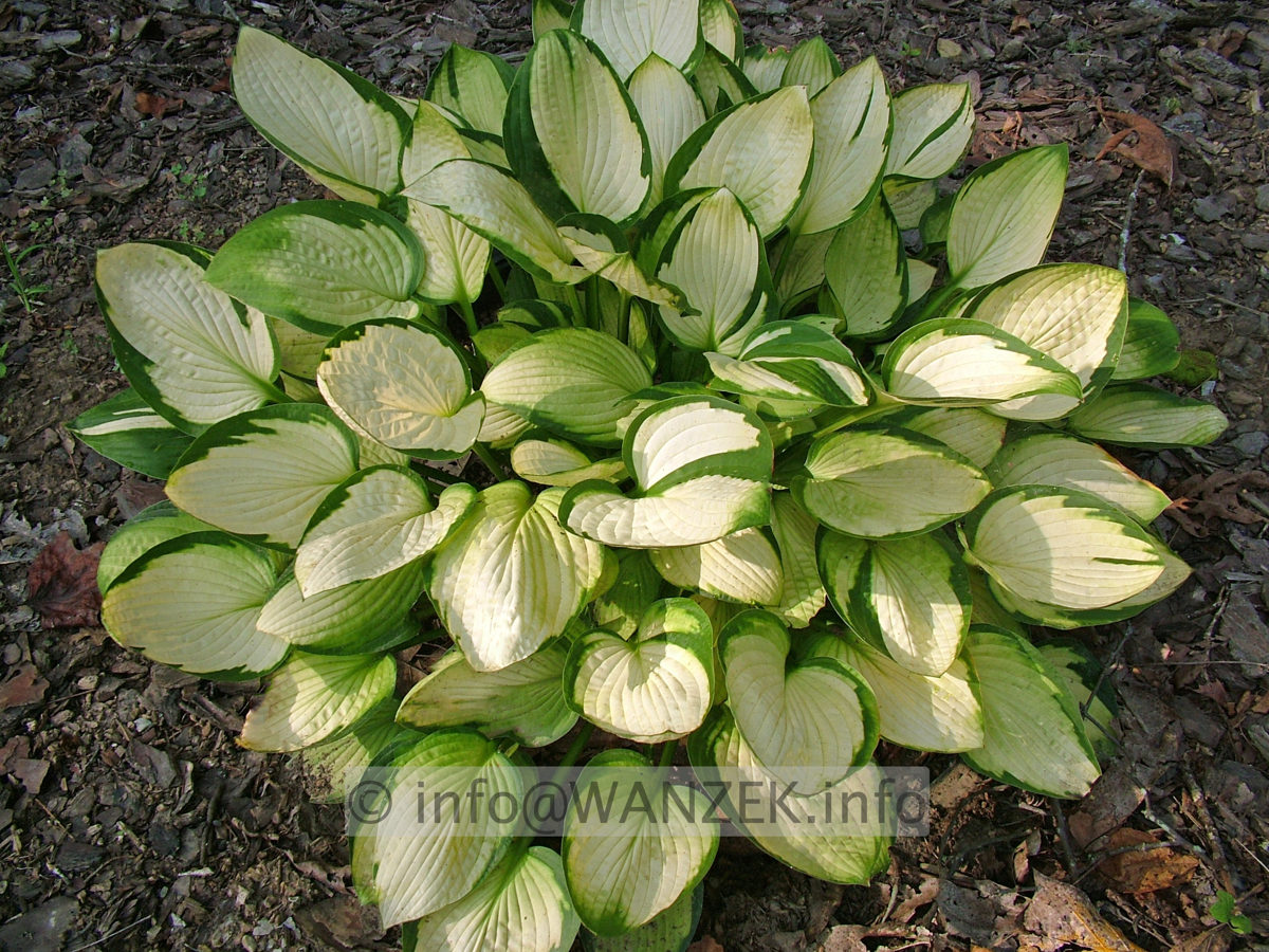 Hosta Hybride Janet 01.JPG
